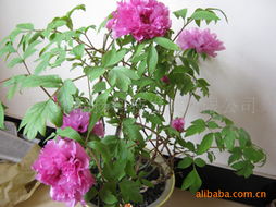 菏澤市韶揚科技發(fā)展有限公司花卉產(chǎn)品列表